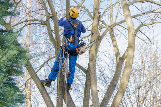 Reliable Tilden, NE Tree Services Solutions