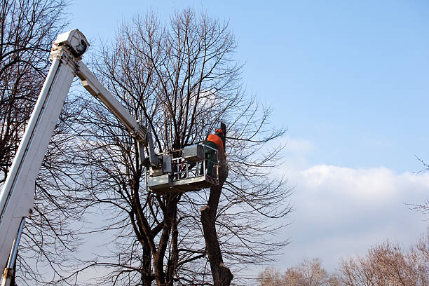 Leaf Removal in Tilden, NE